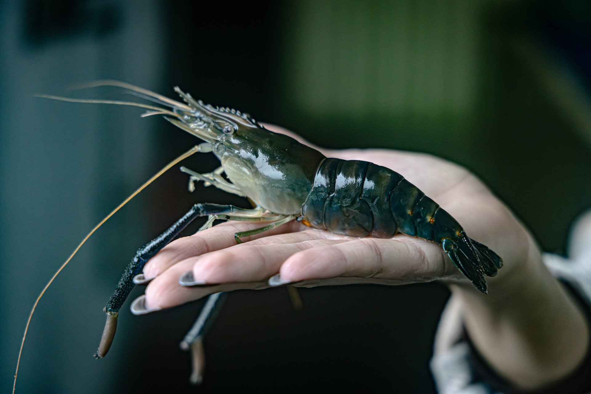 Креветка Розенберга з теплиці Олексія