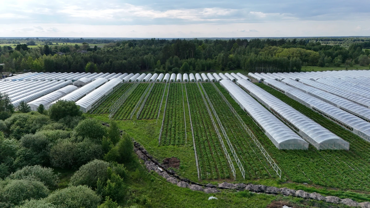 Площадь земли, на которой выращивается клубника, составляет 6 га