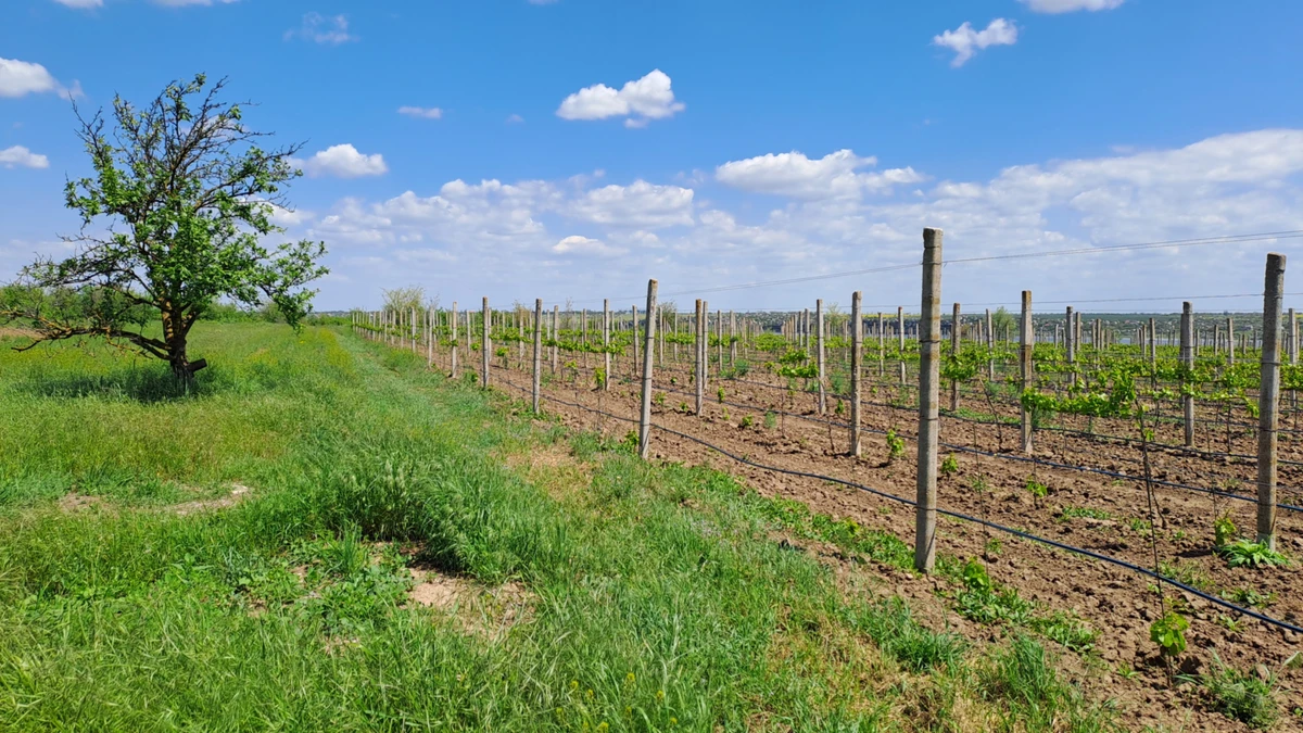 Один из принципов работы Steppe Winery — минимальное вмешательство в природу