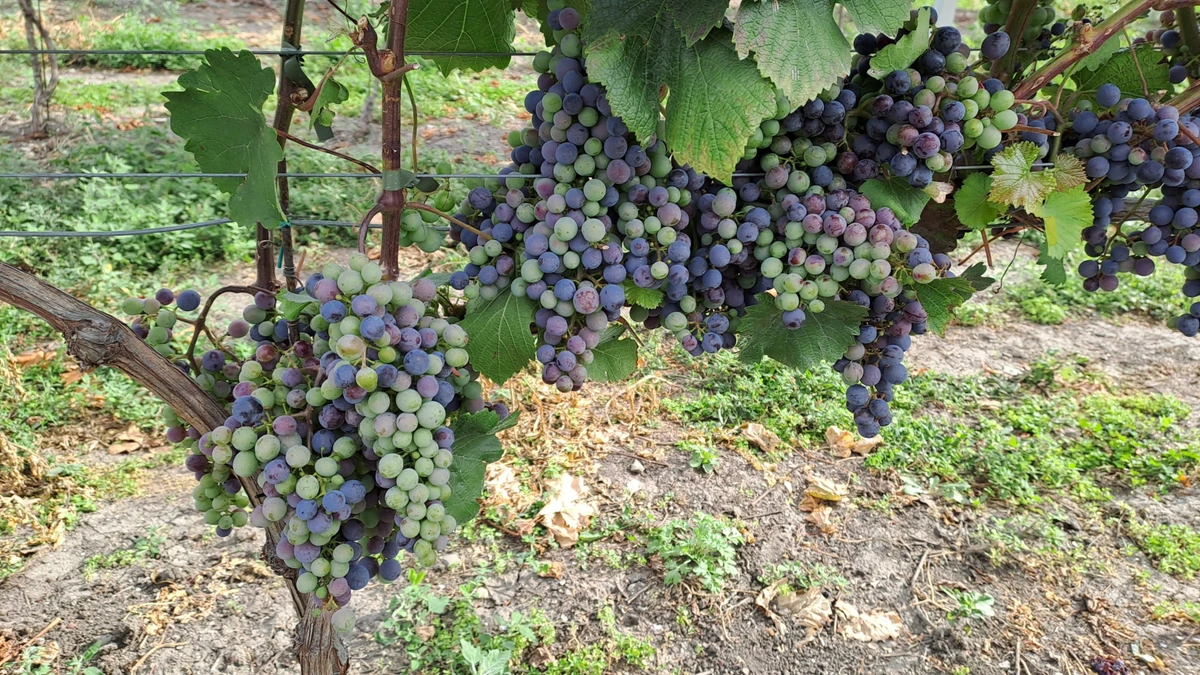 Перший одеський чорний виноробня купувала в Одеській області
