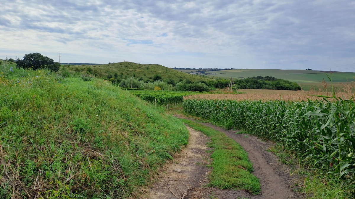Шлях від виноградників до виноробні