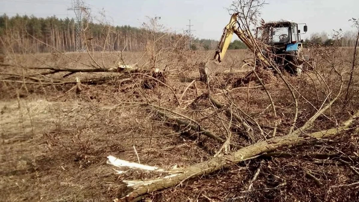 У 2023 році на місці виноградника були хащі