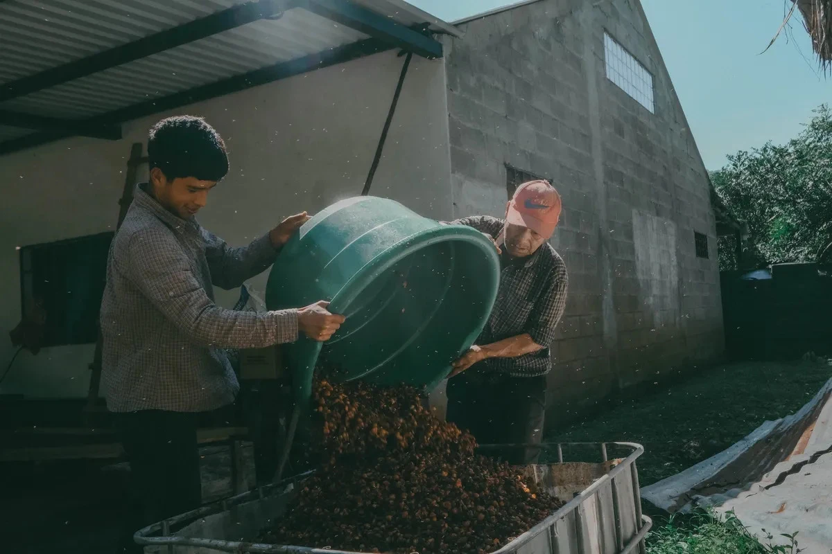 Цены на кофе растут, но обычные сальвадорцы живут в ловушке бедности