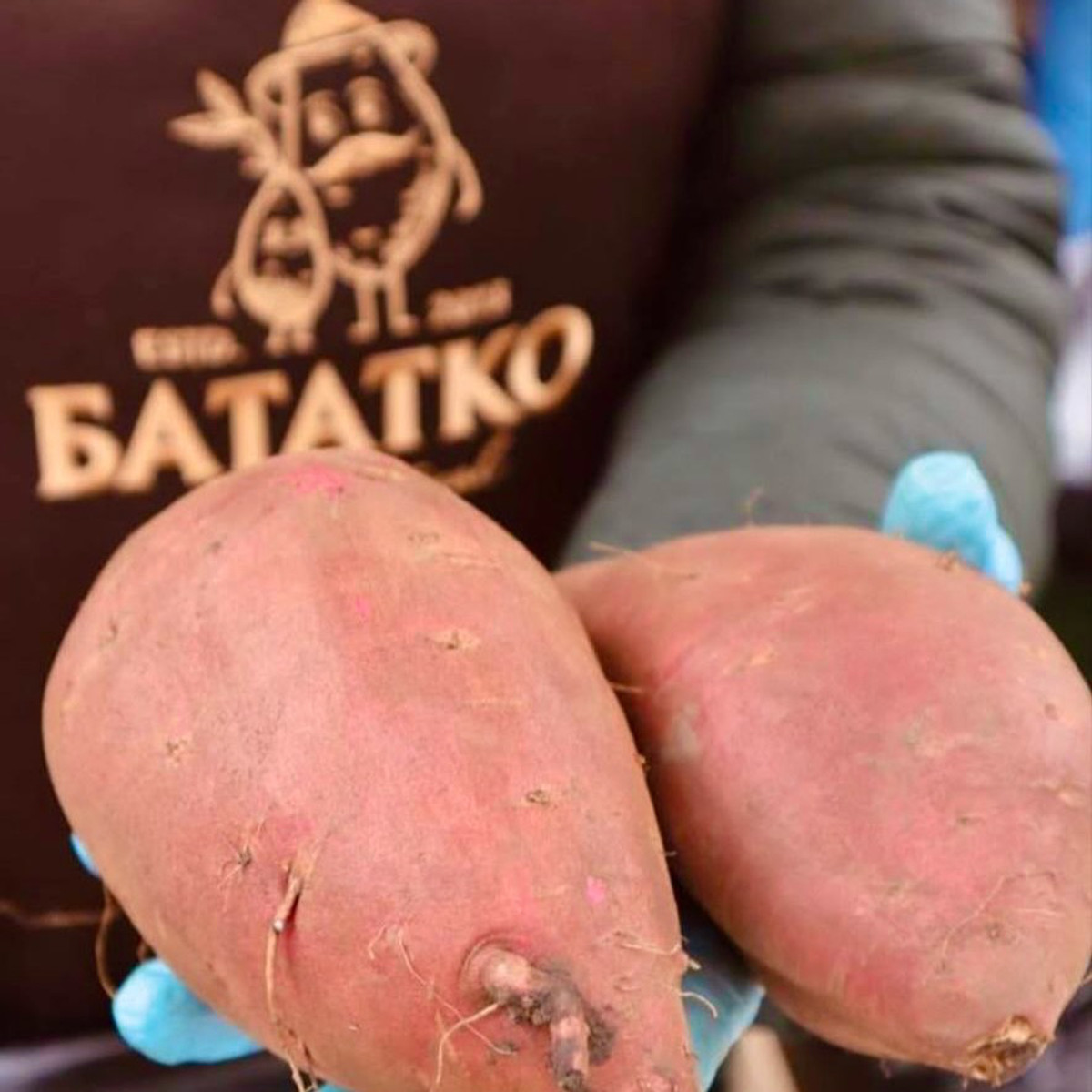 Батат, выращенный Иваном