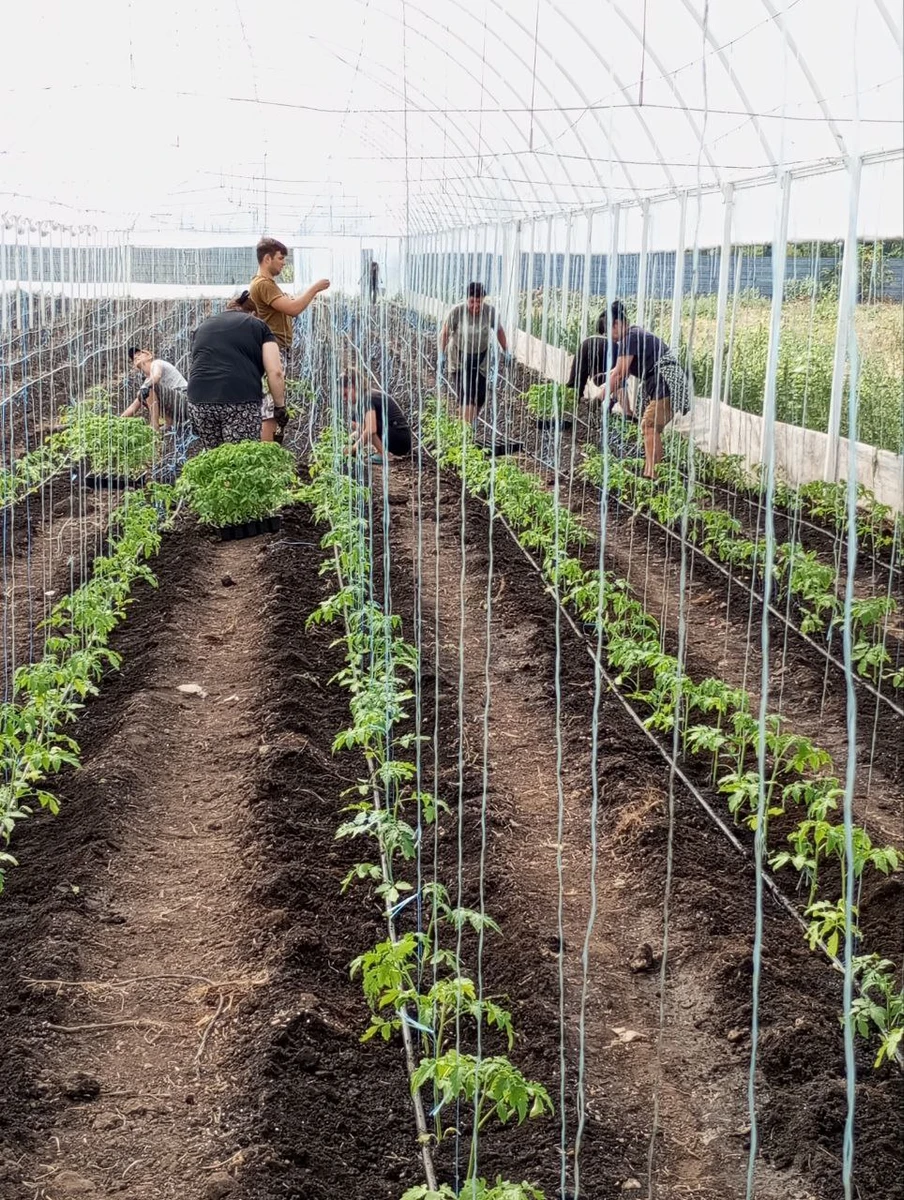 Кусты помидоров в теплицах