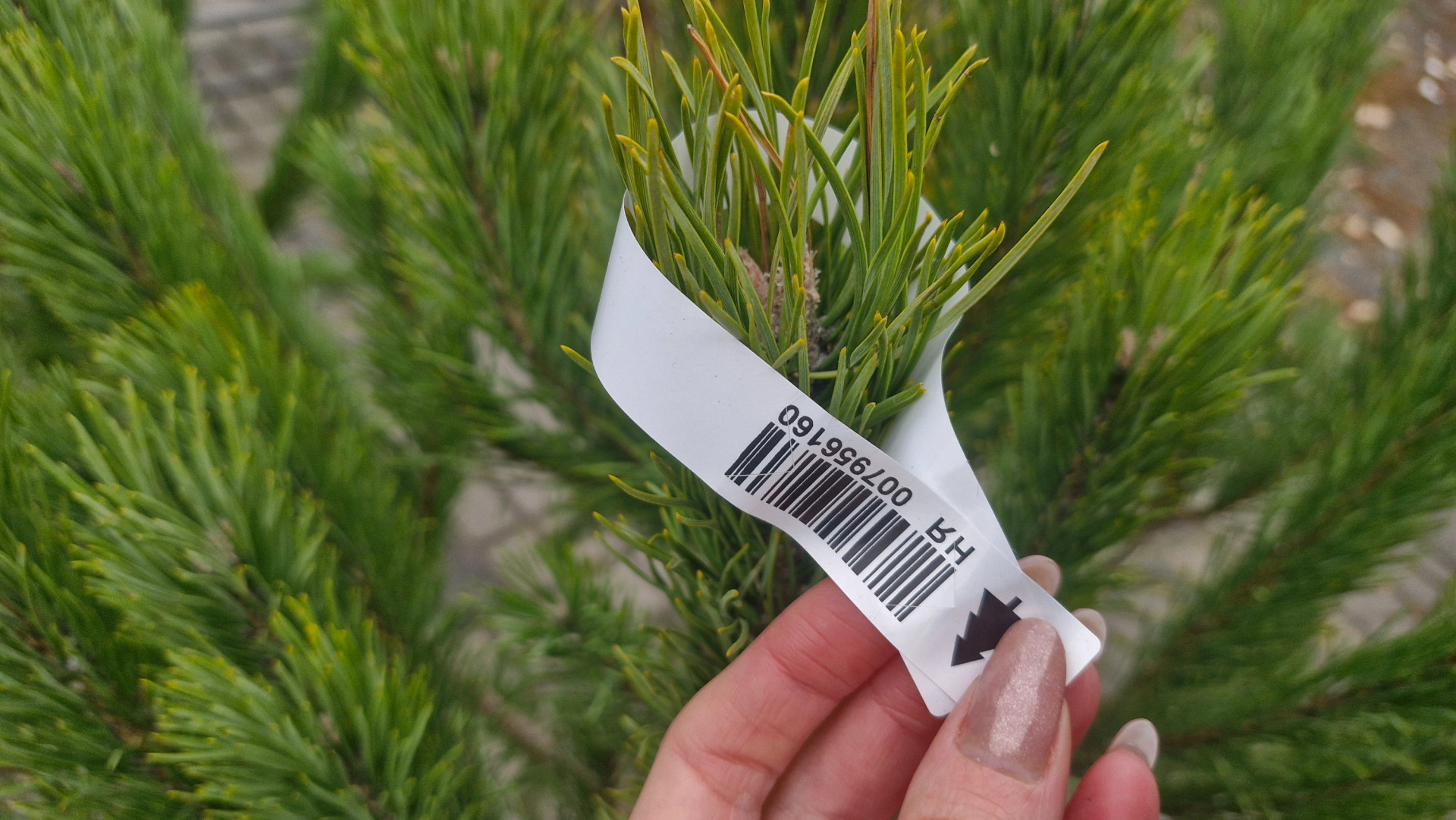 Клейка стрічка на дереві на ялинковому ярмарку