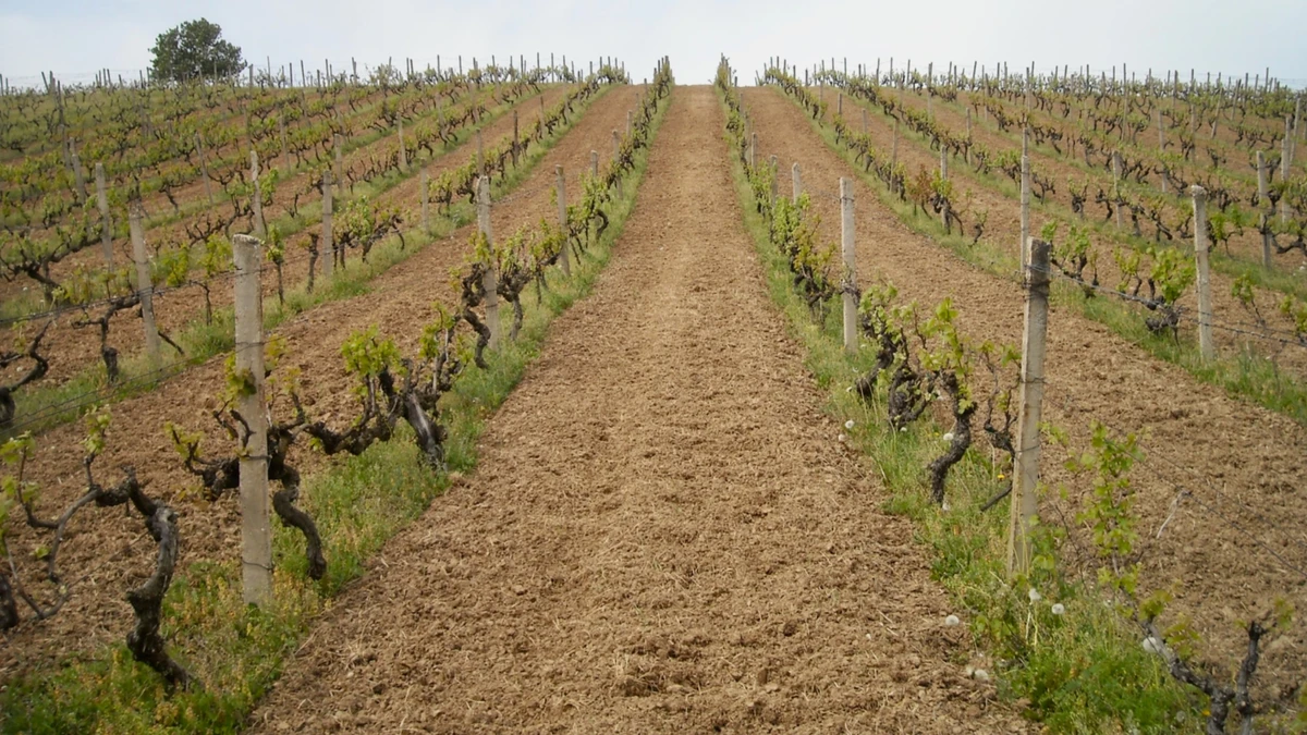 За старыми виноградниками необходимо тщательно ухаживать