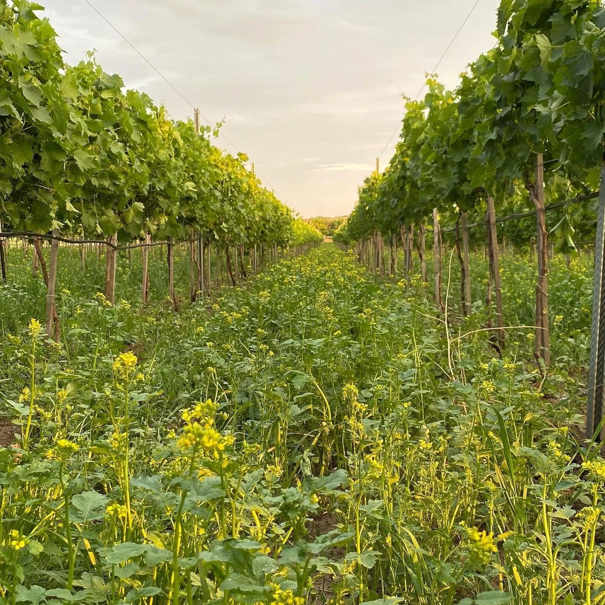 Органічний виноградник потребує більших витрат коштів та людської праці