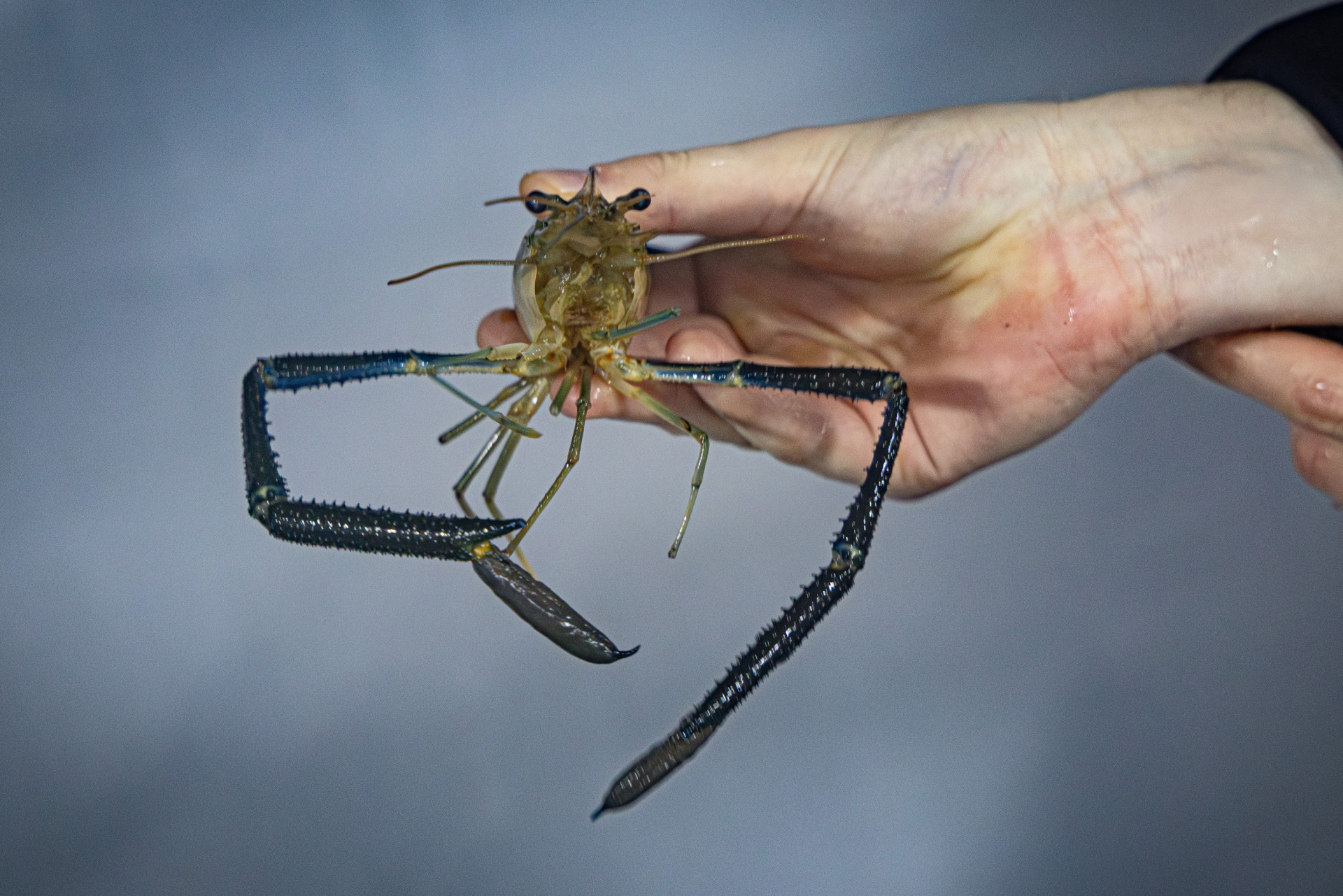 Креветка Розенберга, вирощена в басейні