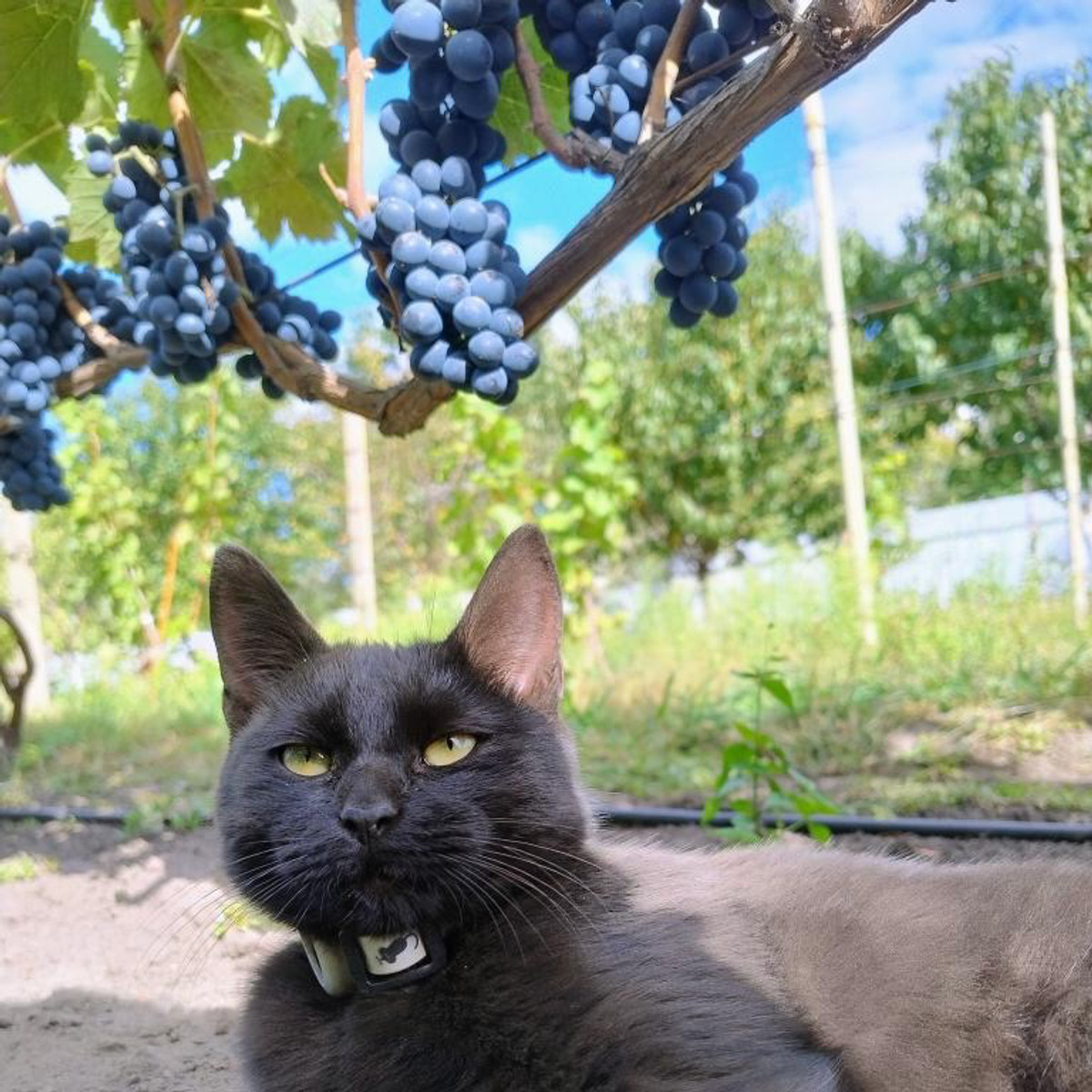 Винороби з Полтавщини роблять ставку на українські сорти винограду