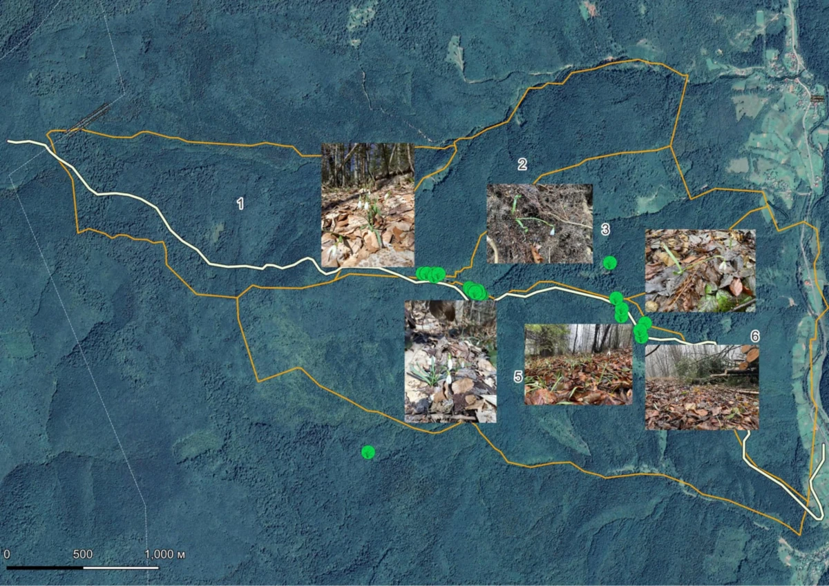 Локации подснежника снежнобелого (зеленые точки), уничтоженные рубкой и прокладкой дороги из с. Збины Ждениевской ТГ до г. Острая и Полонины Ровной (трасса обозначена белой полосой)
