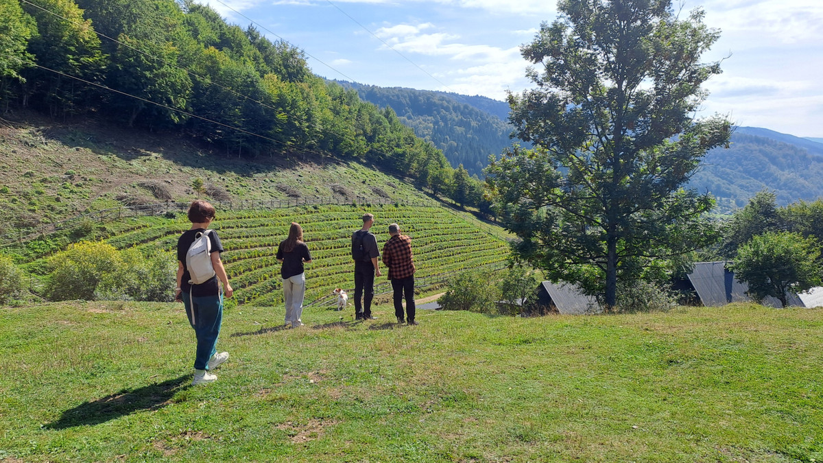 Виноградник в Квасах считается самым высоким в Украине