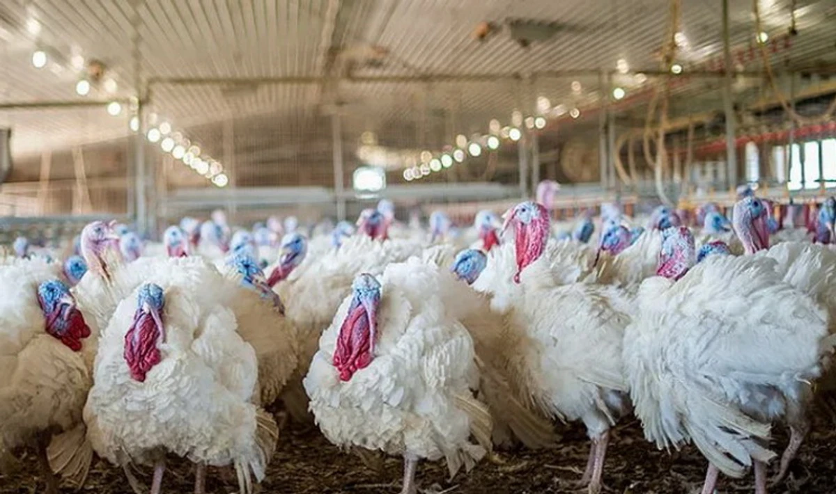 Після початку великої війни Україна перетворилася з імпортера м'яса індички в експортера