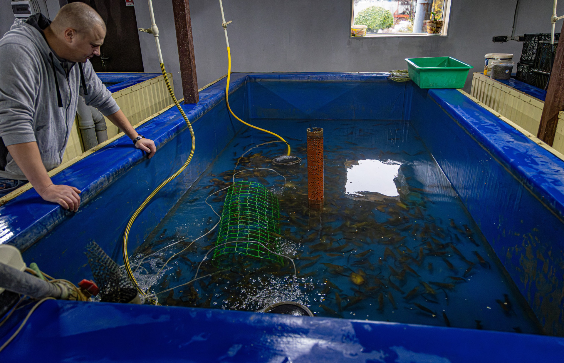 Басейн з креветками Розенберга