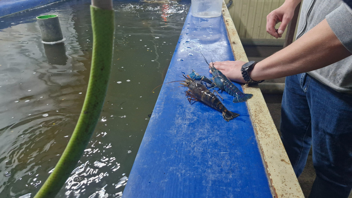 Креветка Розенберга (100 грамів) у порівнянні з Австралійським раком (120 грамів)