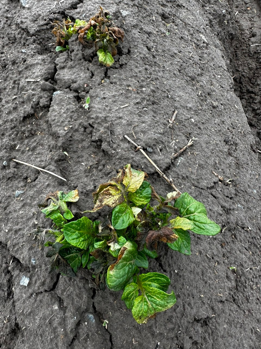 Стебли картофеля после заморозков