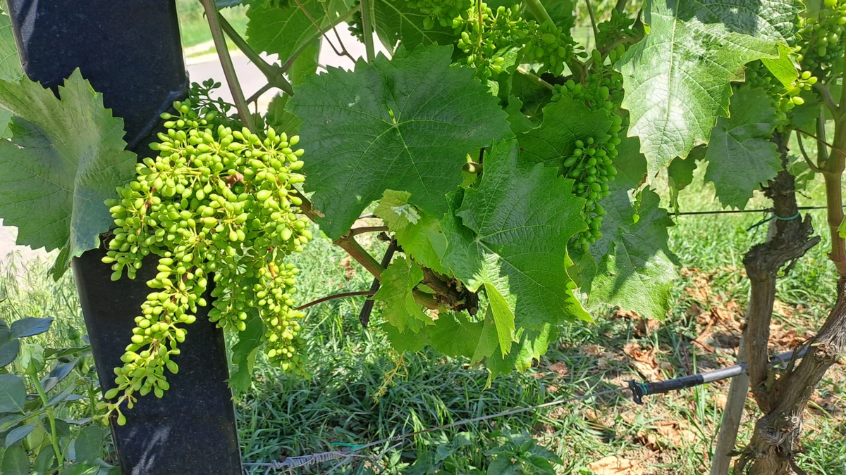 Через зміщення кліматичних зон Богуславщина стала новим виноробним краєм України
