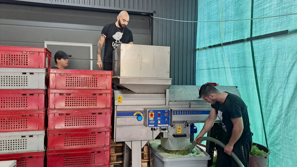 Переработка двух тонн винограда длится менее часа