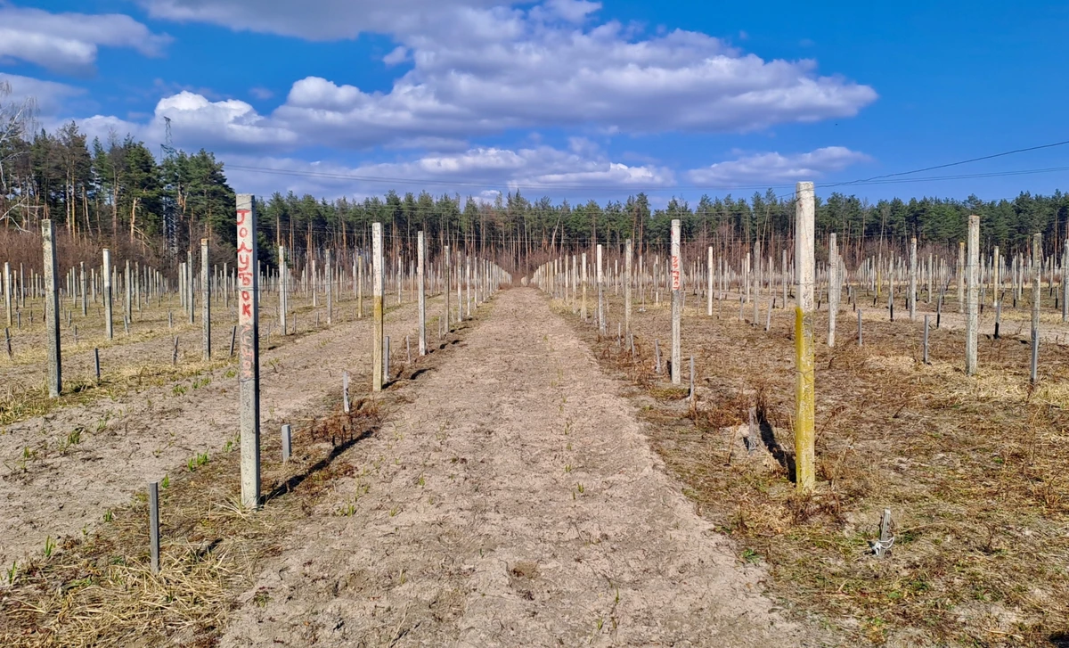 На облаштування ділянки пішли 5 тис. стовпчиків, що залишилися від виноградника в Одеський області