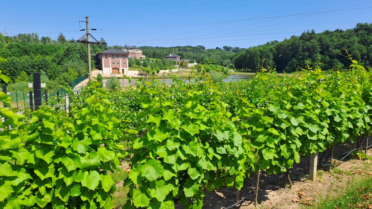 Будівництву виноробні передували експерименти з вирощуванням винограду