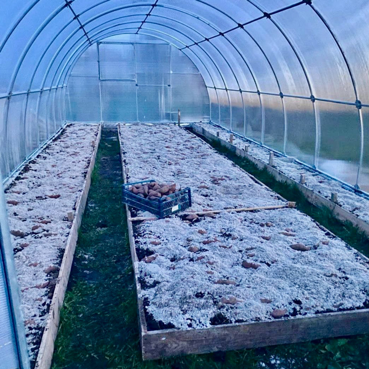 Батат в теплице