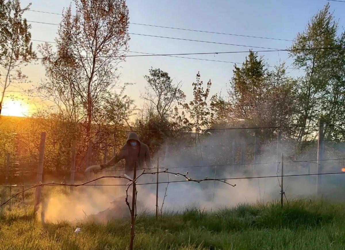 Травневі морози могли залишити виноробів без урожаю, тому виноградники зігрівали