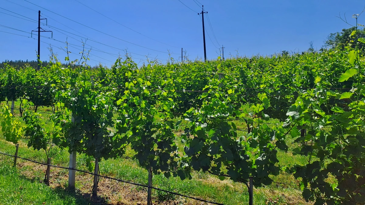 Багаті на глину землі добре впливають на виноградну лозу та смак вина
