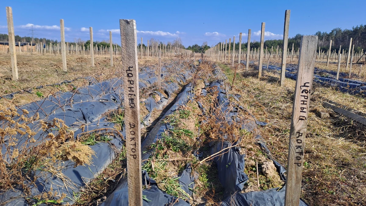 Кефесія – аборигенний кримський сорт, назва якого походить від історичної кримськотатарської назви Феодосії – Кефе