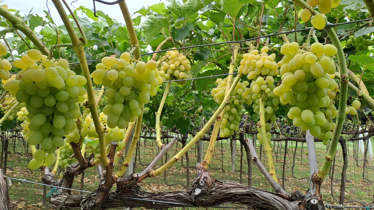 Виноград достиг і ним ласують оси. Пошкоджені ягоди видалять під час збору