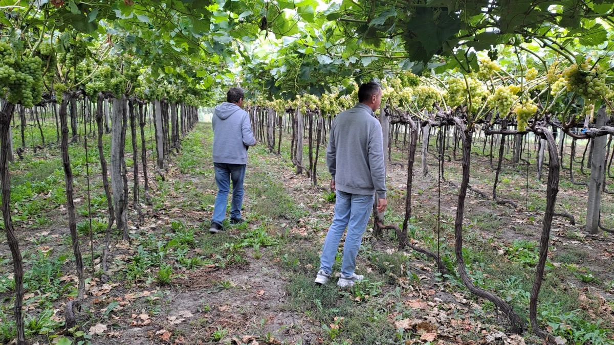 Анатолій та Володимир Зелениці перевіряють стиглість винограду