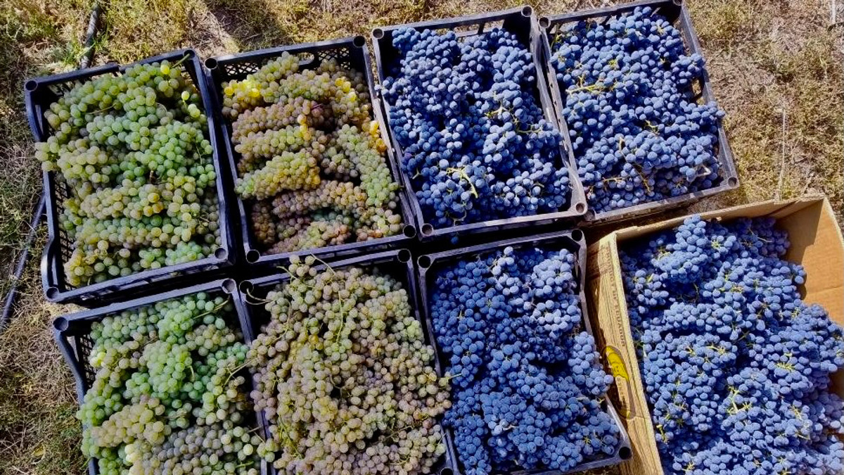 Зараз винороби мають сто кущів винограду і планують збільшувати насадження