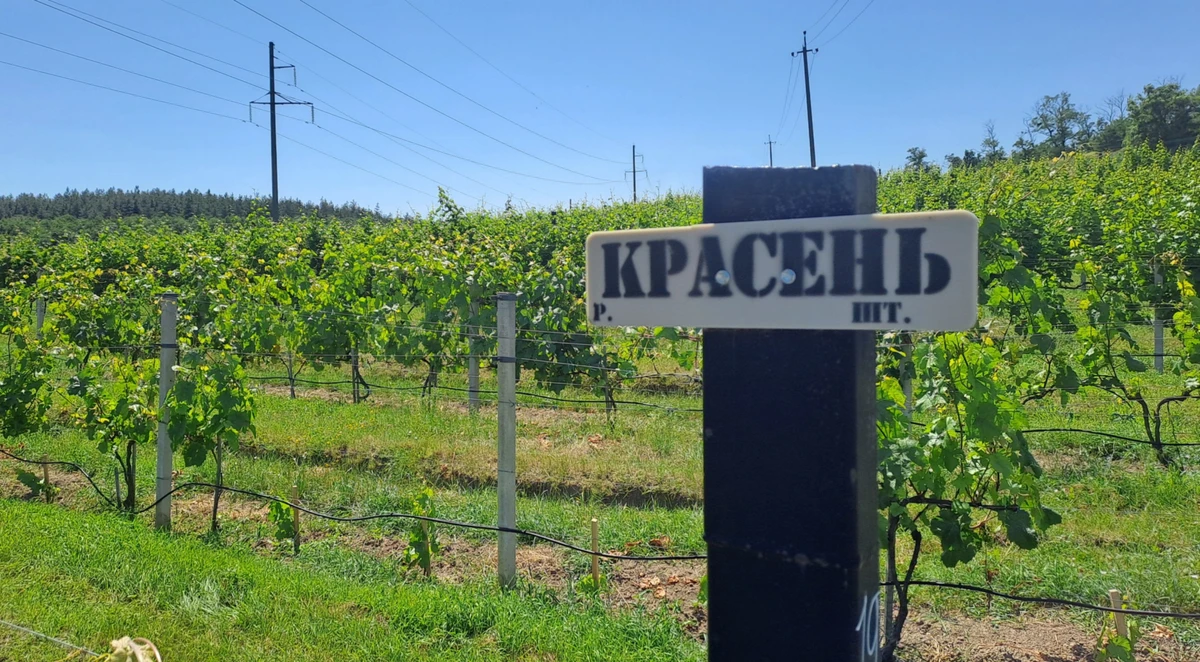 Сорт красень можна вирощувати в будь-якій частині України