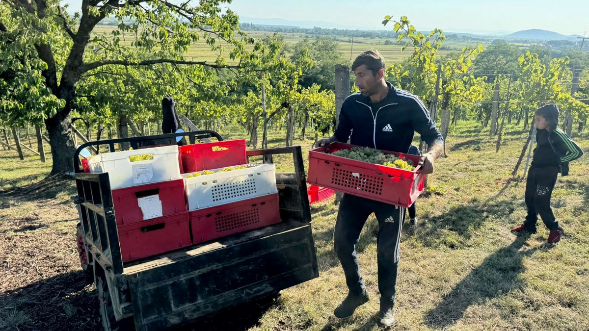 Сбор урожая в Дыйде, август 2025 года