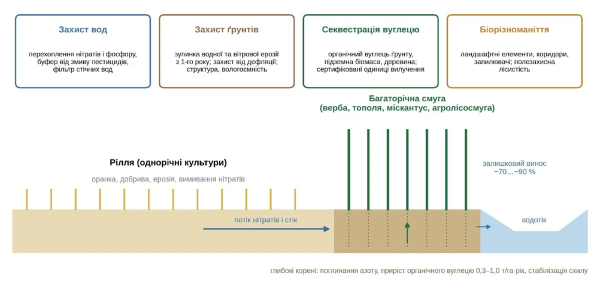 Рис. 3. Одна смуга — чотири послуги: захист вод, захист ґрунтів, секвестрація вуглецю, біорізноманіття.