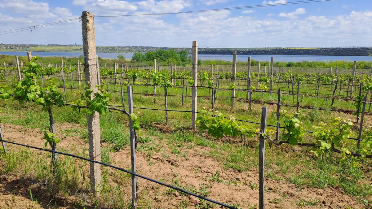 Общая площадь виноградников Steppe Winery составляет 8 гектаров