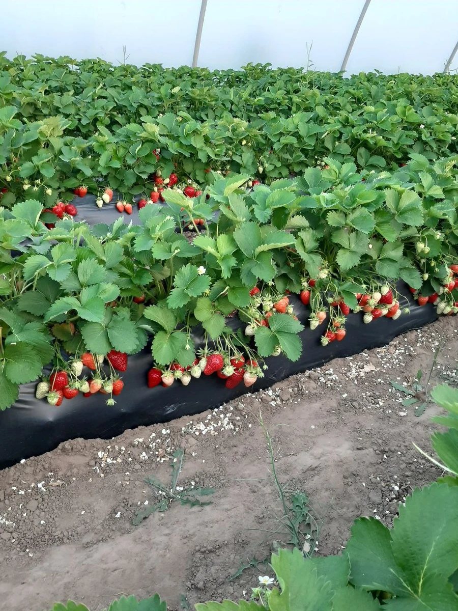 Клубника, которую выращивают в теплицах
