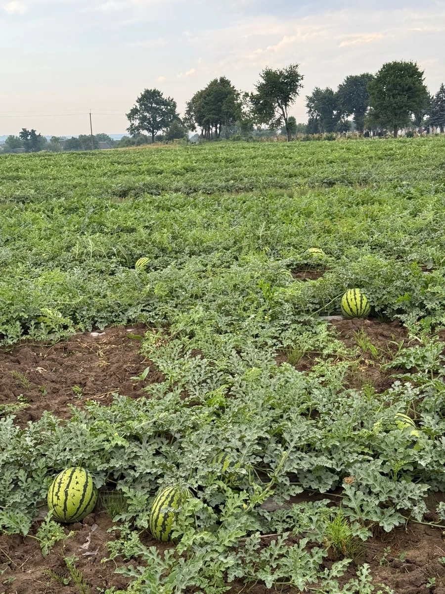 Баштан біля Калуша на Франківщині