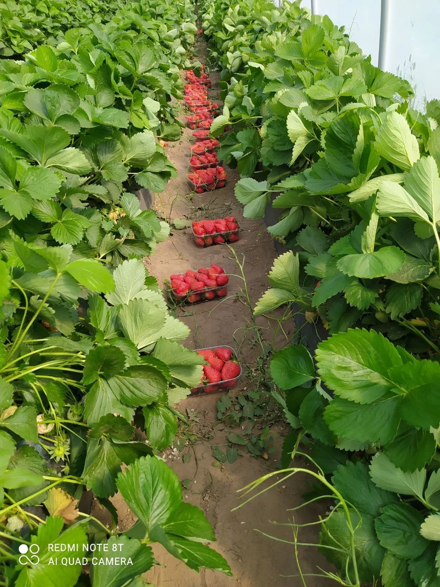 Собранный урожай клубники