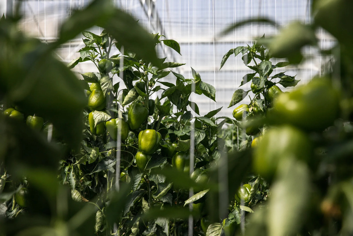 Вирощування болгарського перцю у високотехнологічній теплиці Pure Harvest Smart Farms в Аль-Айні