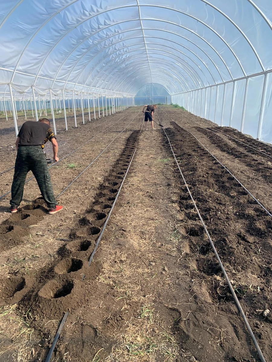 Процесс посадки в теплице