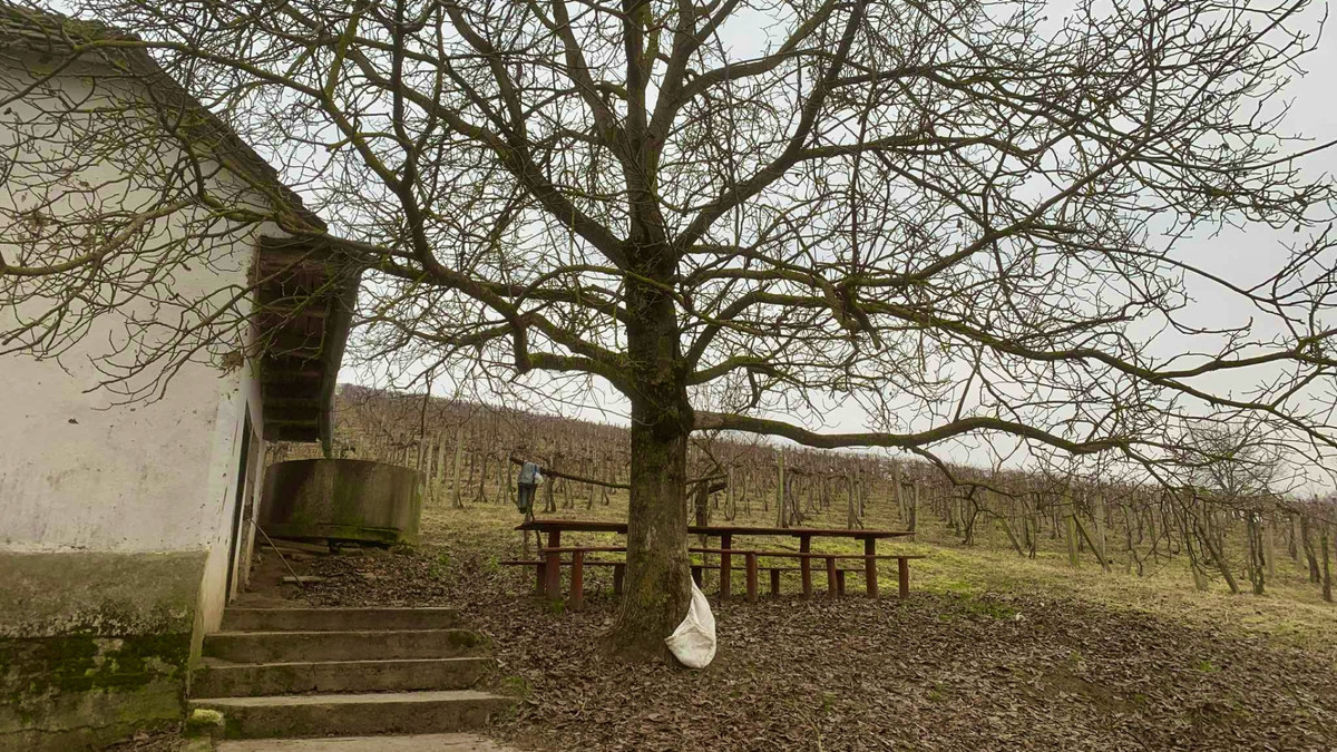 Виноградник Шаталовых в селе Дыйда в день покупки