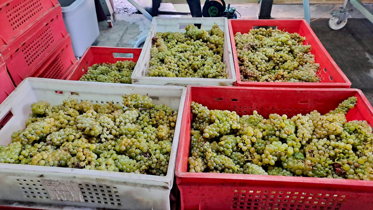 Переработка мюллер-тургау и муската