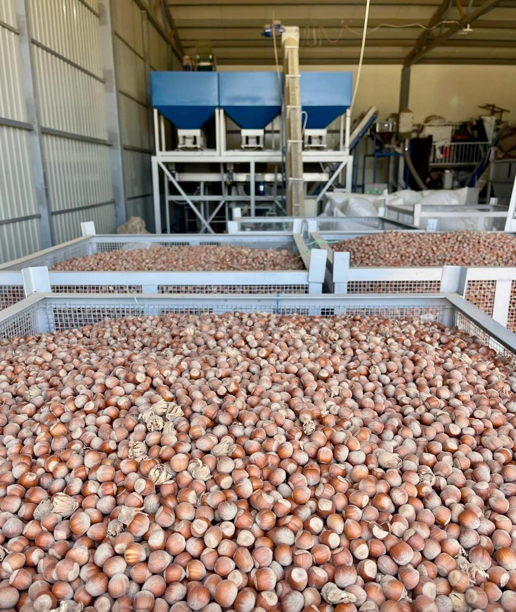 Собранный урожай фундука