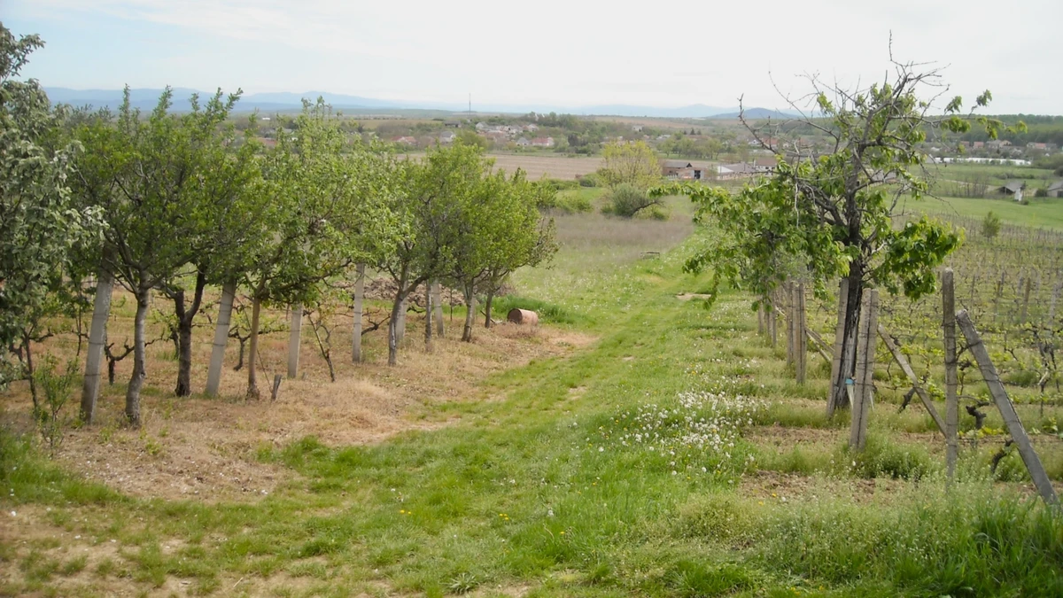 Hazanéző Dűlő - историческое название виноградников