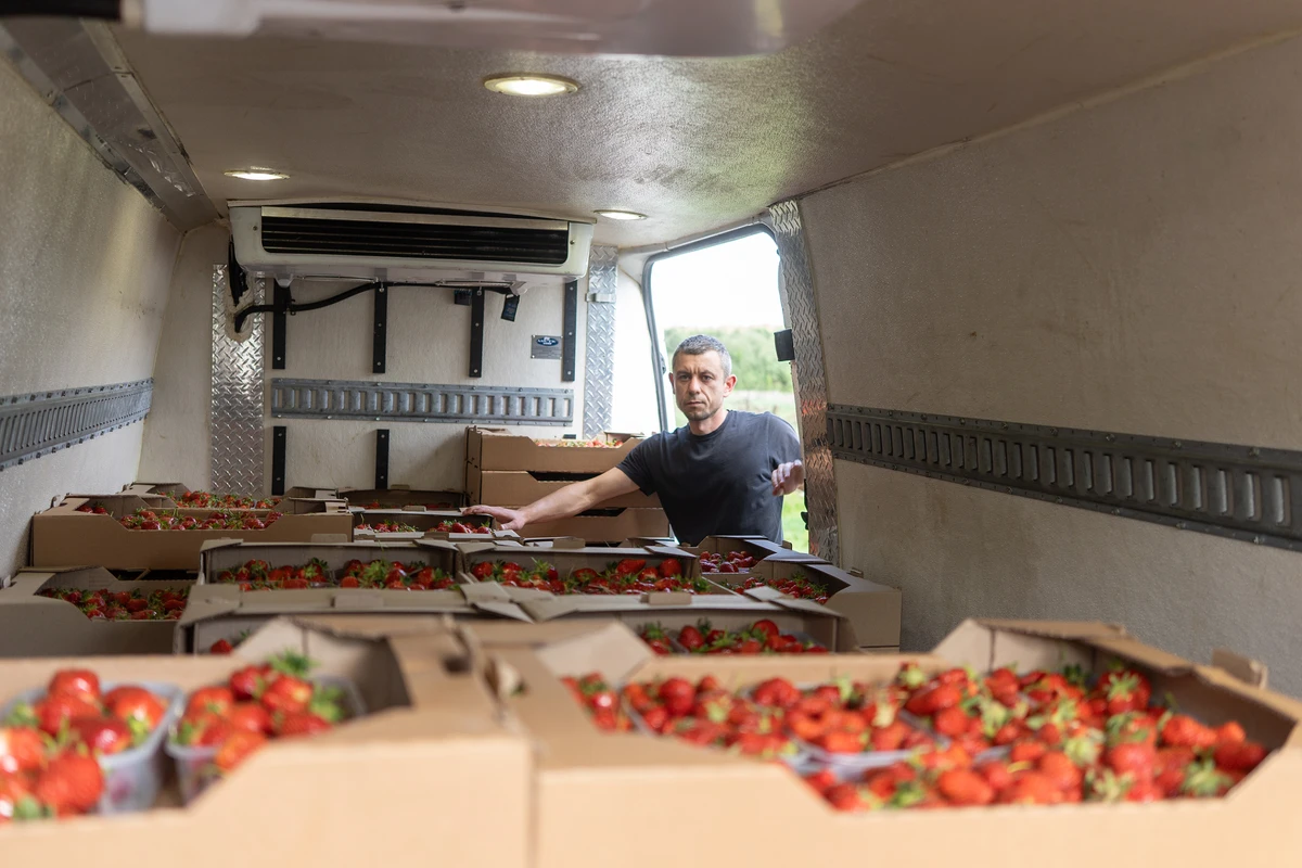 В сезон предприятие Сергея Великданова ежедневно собирает более 2 тонн клубники