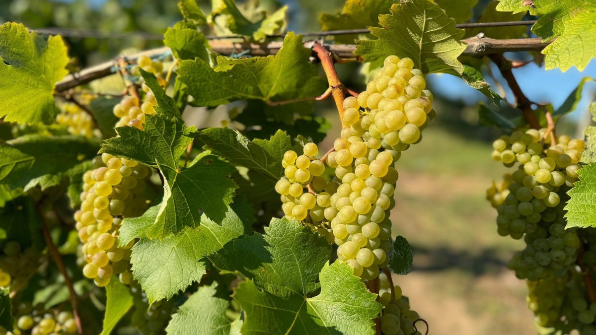 Первый виноград для переработки Kohanovska Winery приобрела в Береговском районе