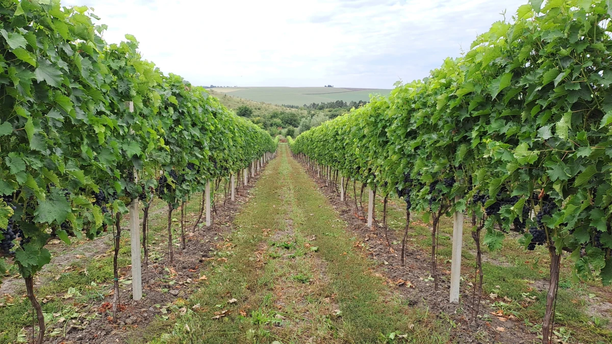 Завдяки гористому рельєфу виноградники виглядають майже безкраїми