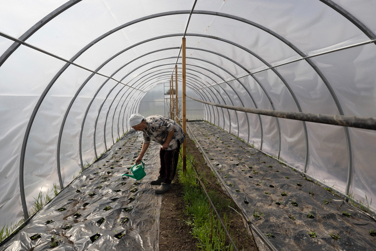 Теплиця сім’ї Джалілових. Фото з відкритих джерел