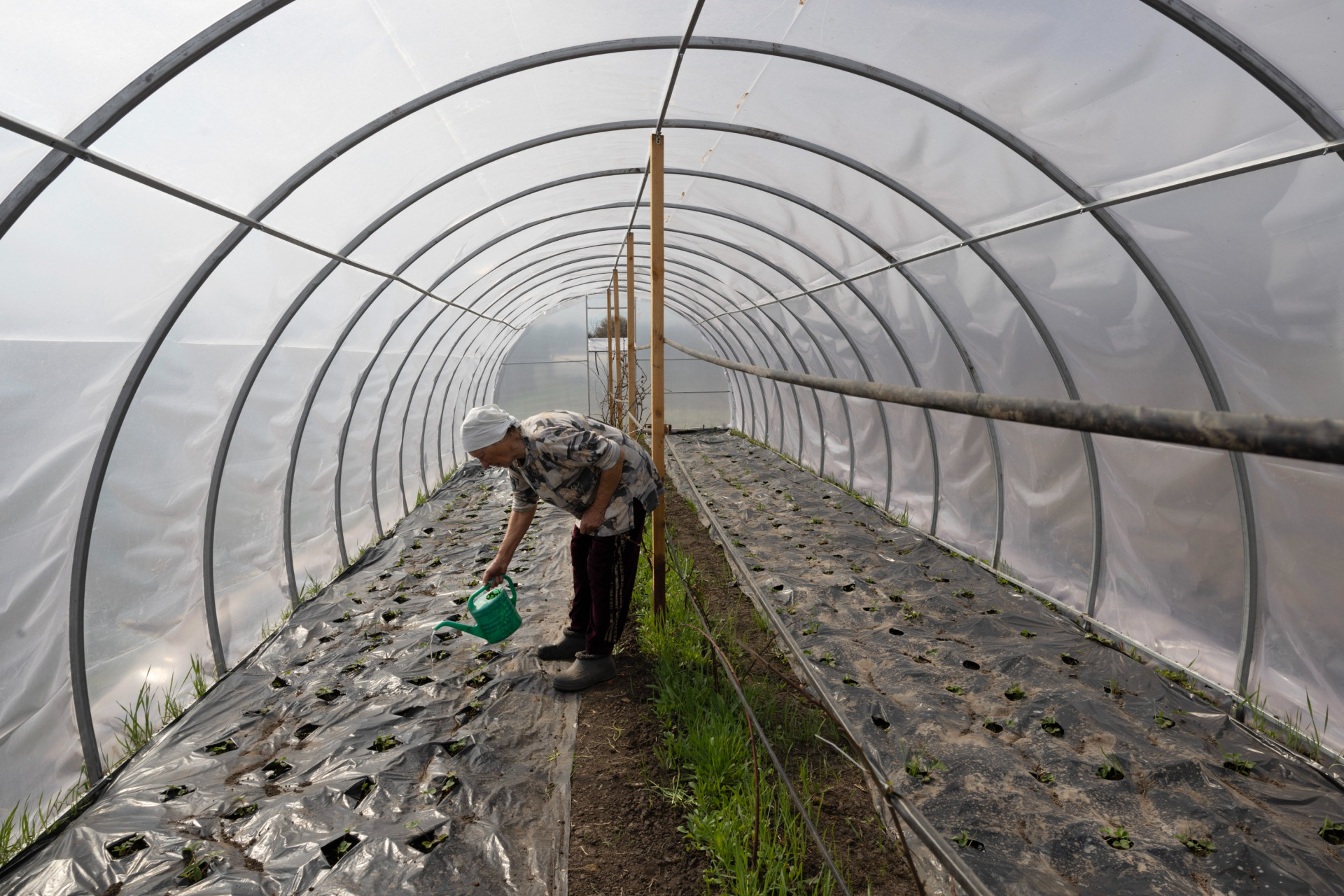Теплица семьи Джалиловых. Фото из открытых источников