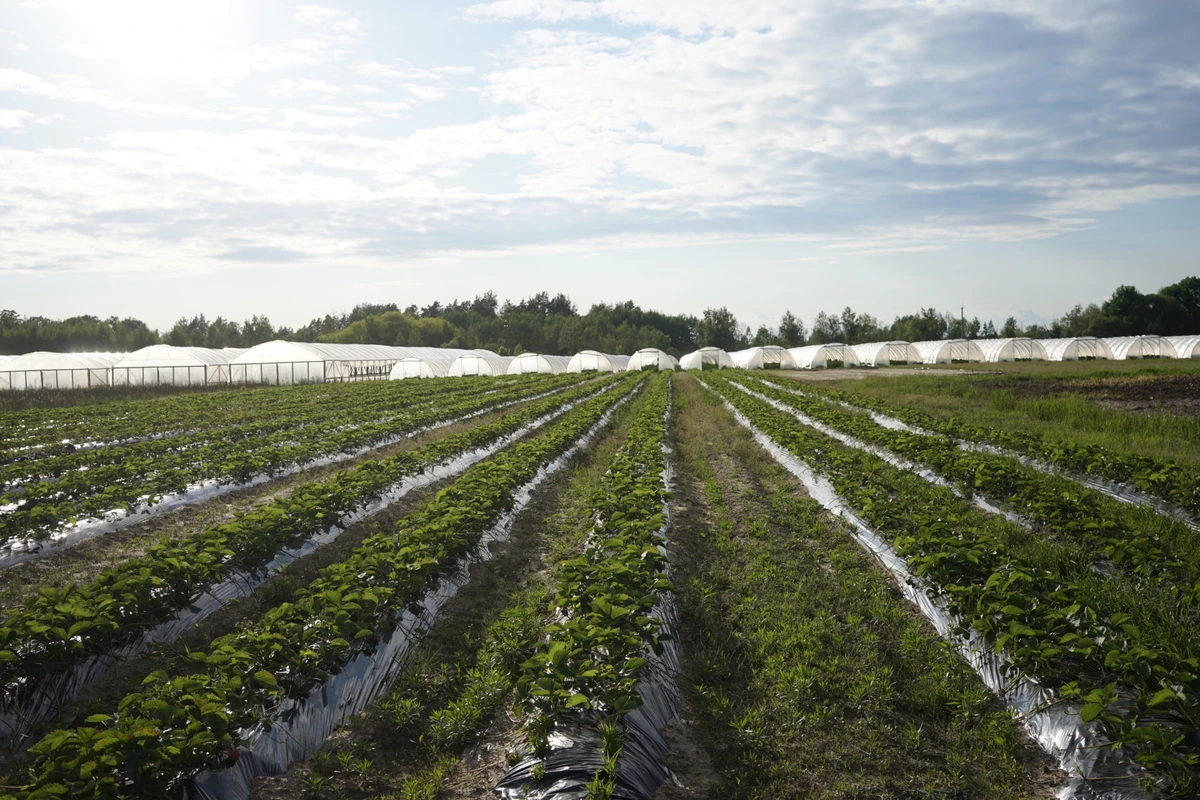 Выращивание клубники в открытом грунте